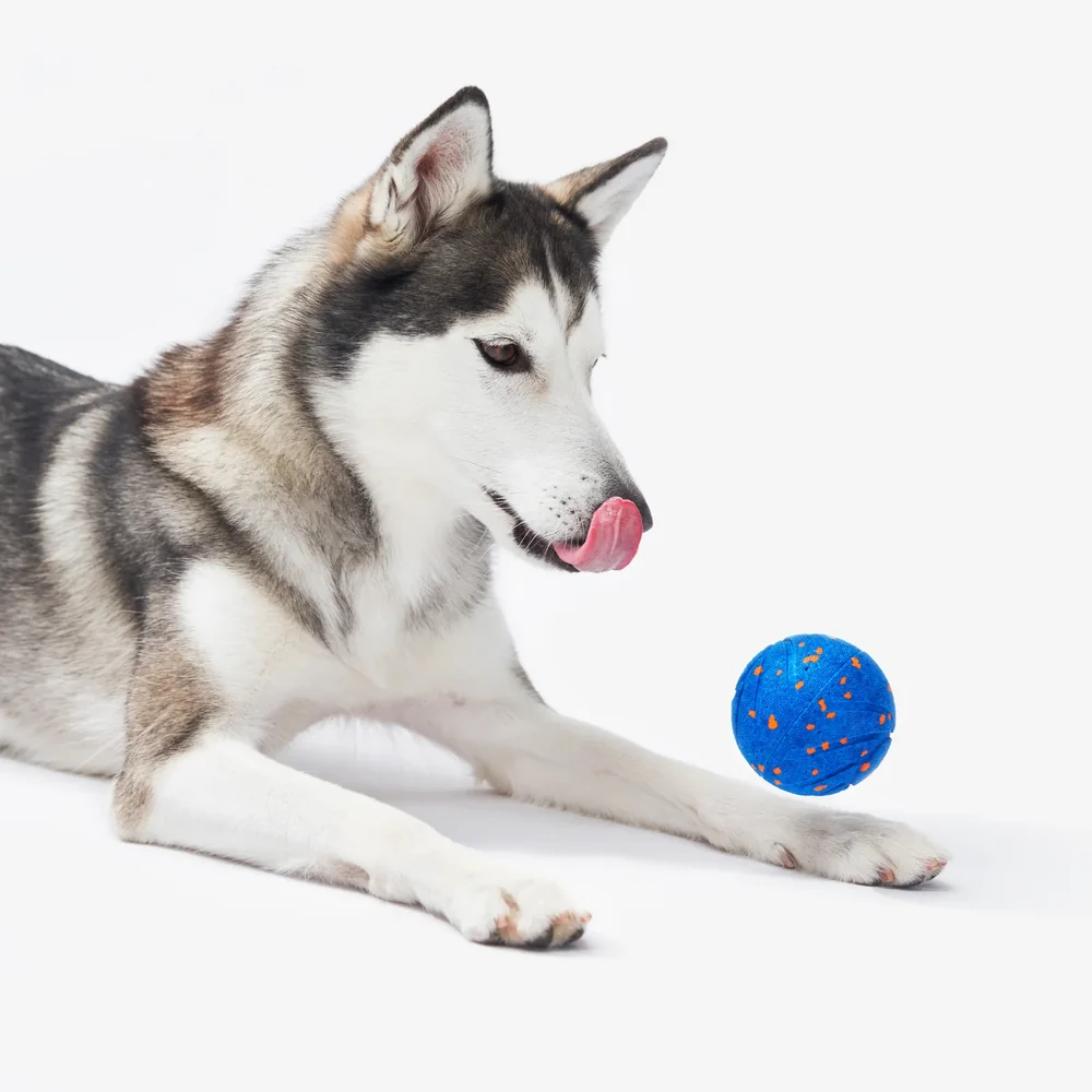  İt oyuncağı Cheerble Wicked Ball Rolly Royal Blue